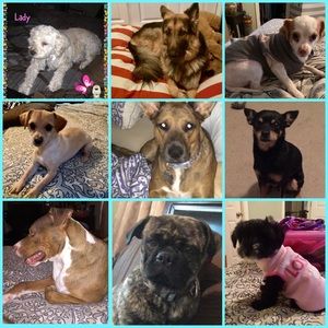 Meet your Posher, Diana